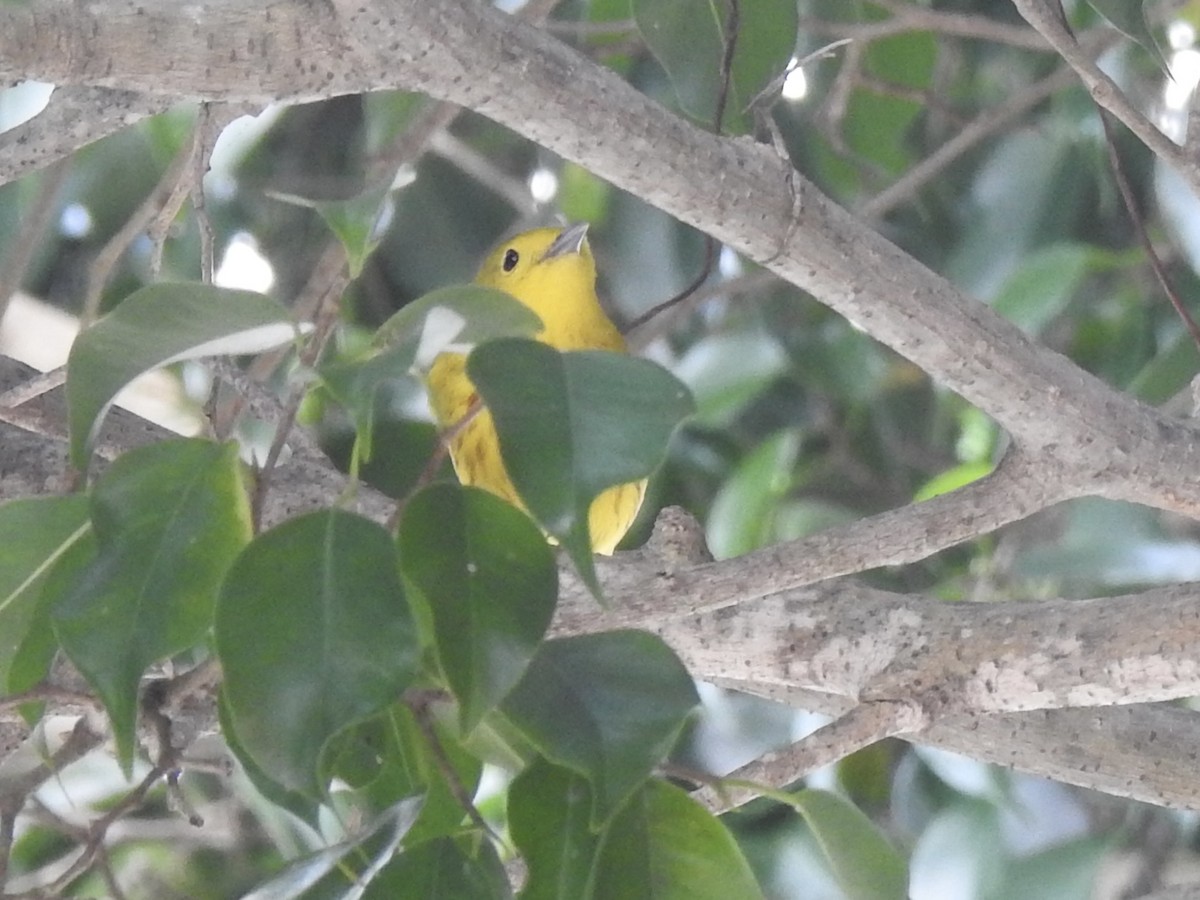 Yellow Warbler - ML613497781