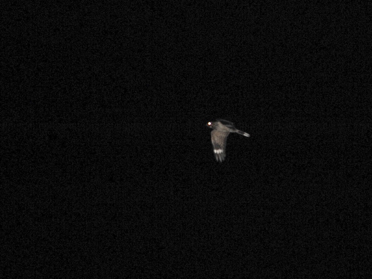 Rufous-cheeked Nightjar - ML613498033