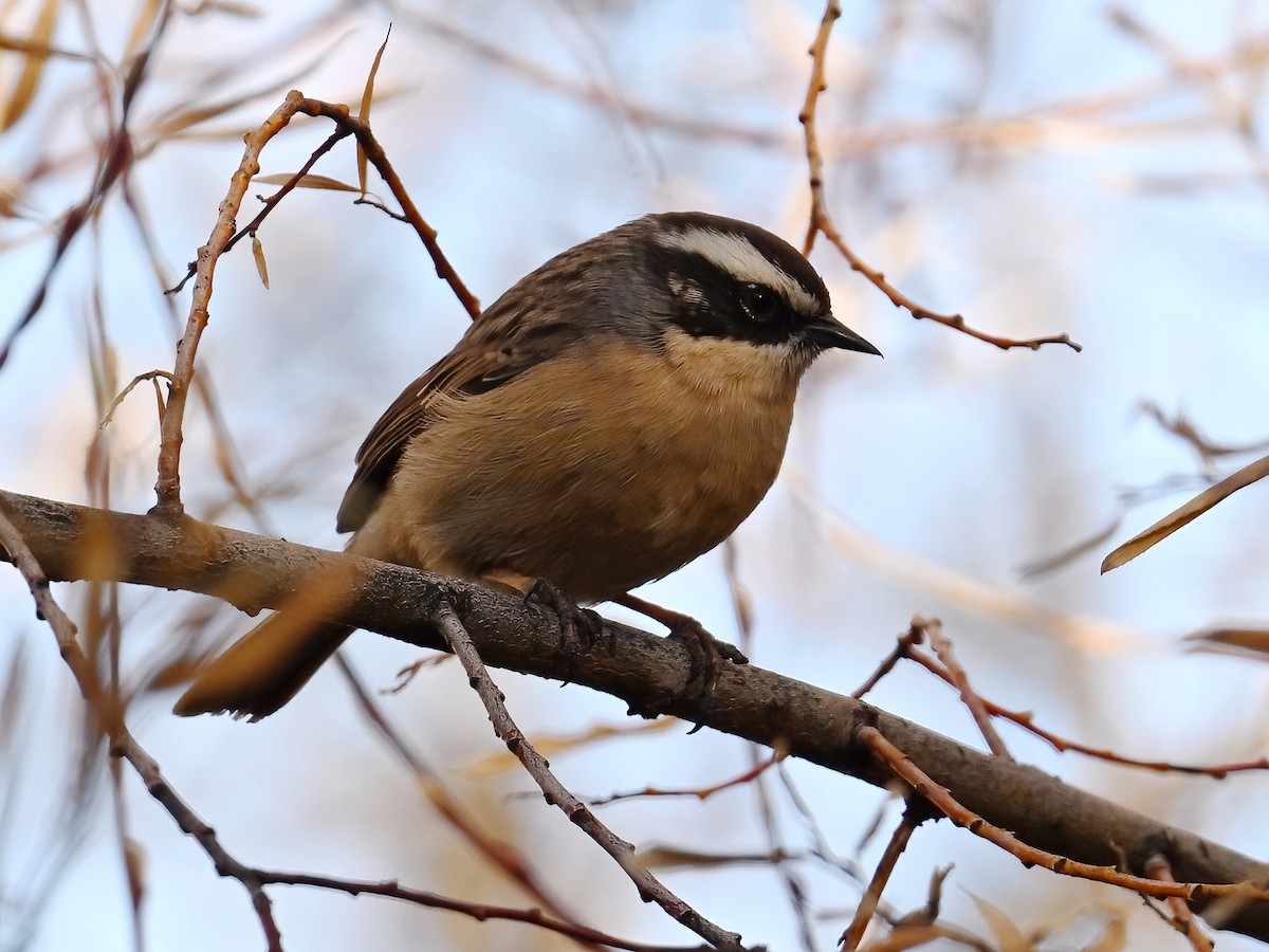 Brown Accentor - ML613498050