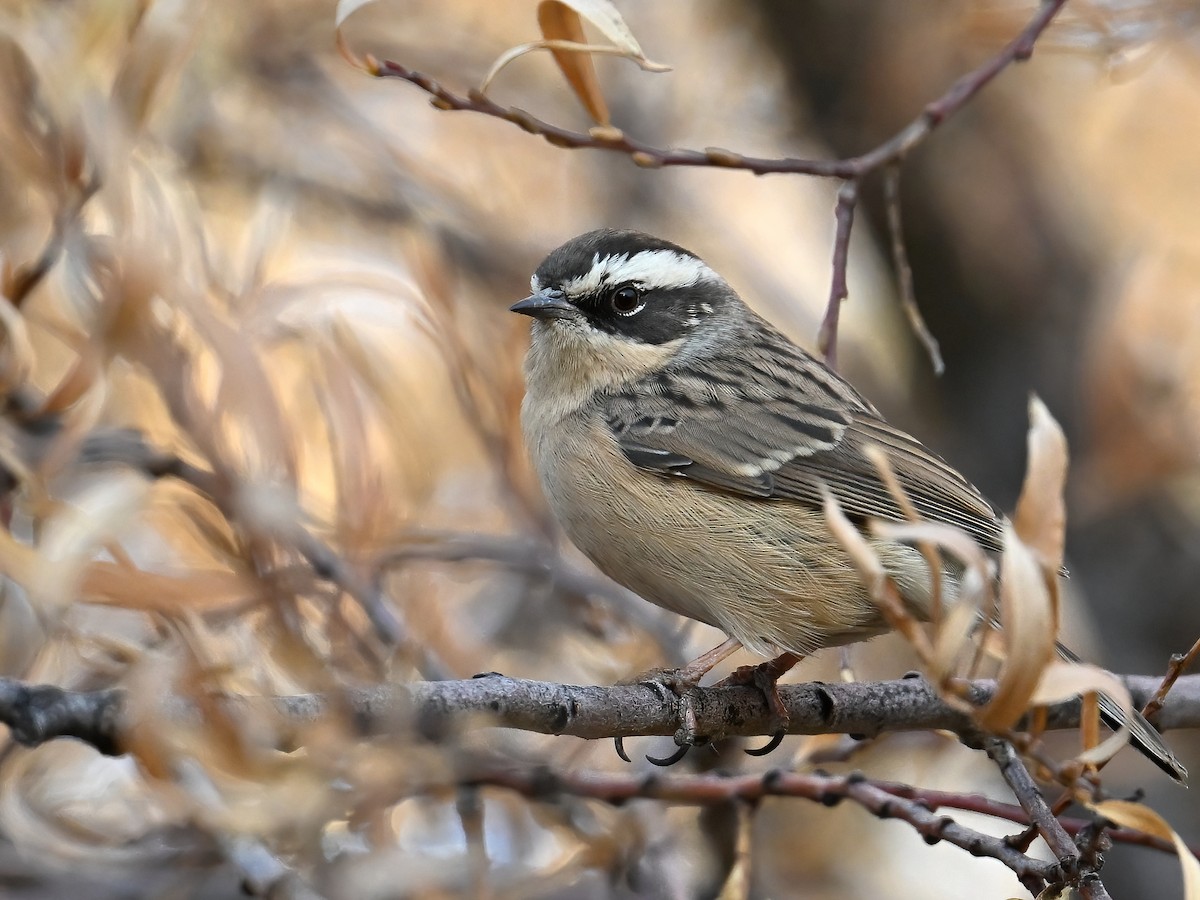 Brown Accentor - ML613498051