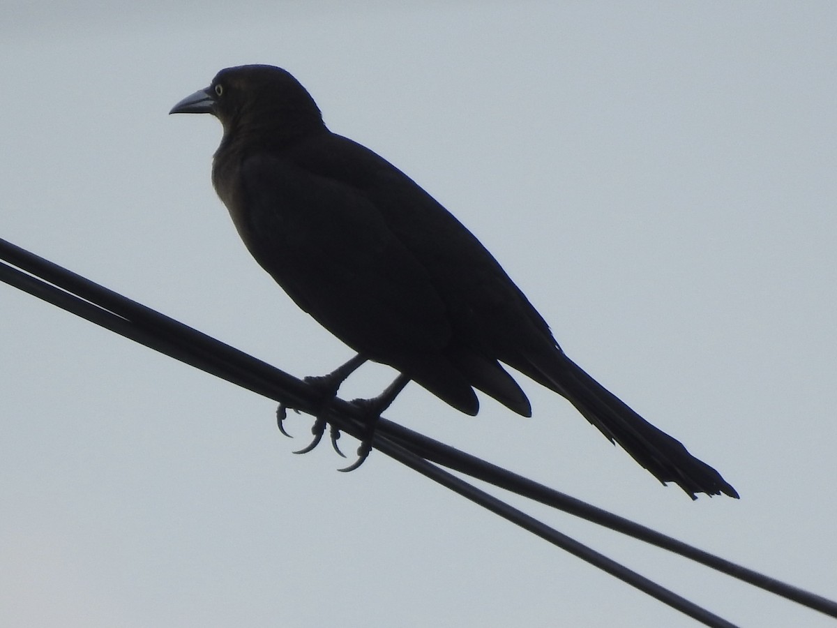 Great-tailed Grackle - ML613498070