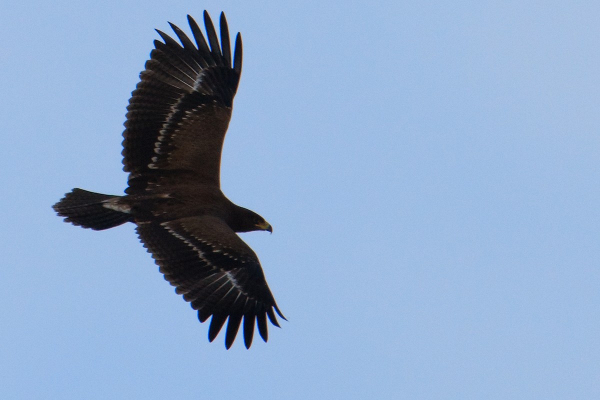 Lesser Spotted Eagle - ML613498087