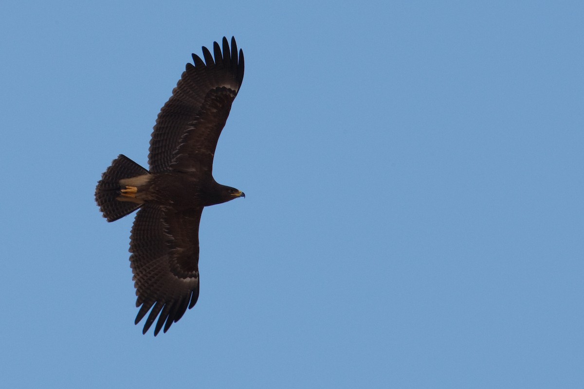 Lesser Spotted Eagle - ML613498088
