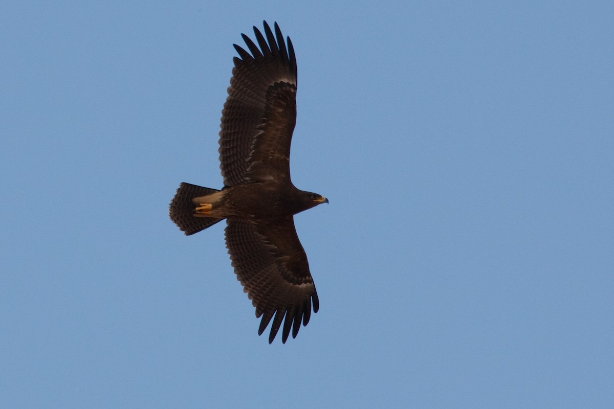 Lesser Spotted Eagle - Anonymous