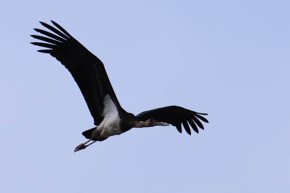 Black Stork - ML613498098