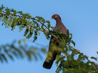 Scaly-naped Pigeon, ML613498123