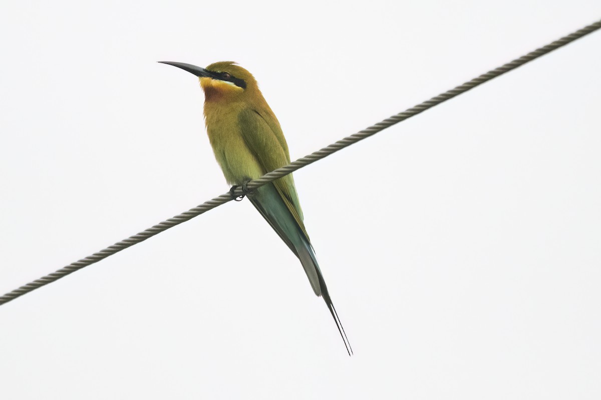 Blue-tailed Bee-eater - Ravi Jesudas