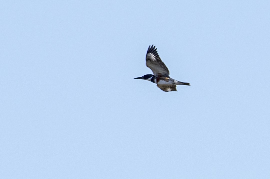 Belted Kingfisher - ML613498215