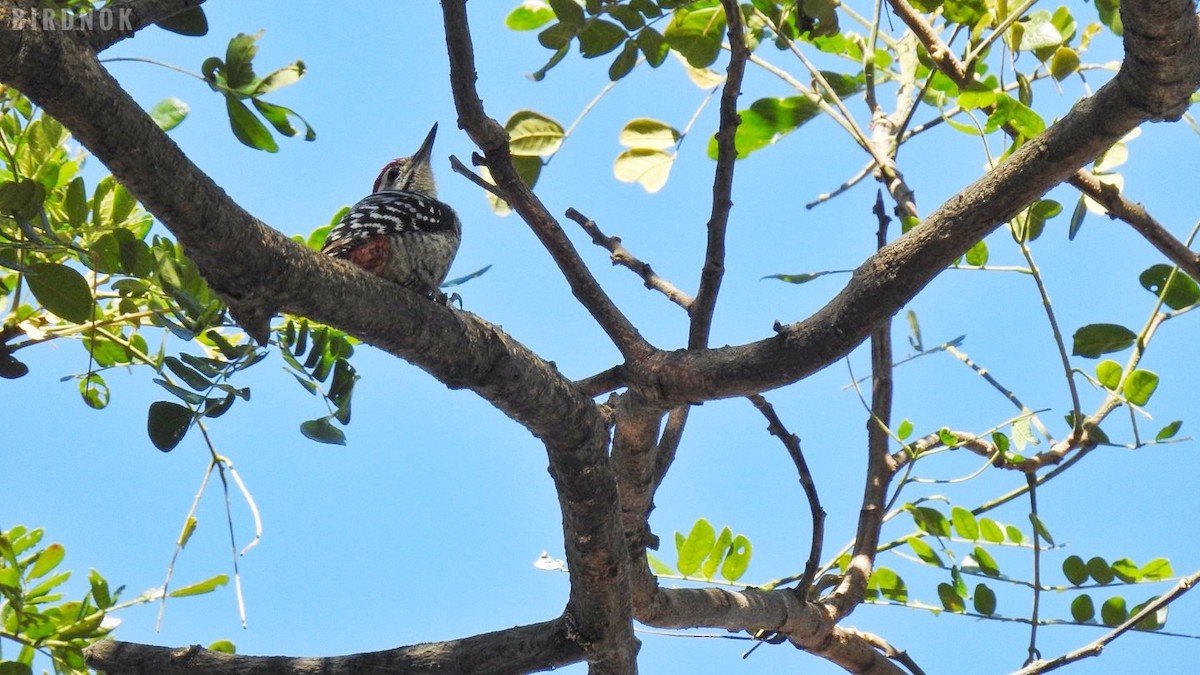 Freckle-breasted Woodpecker - ML613498222