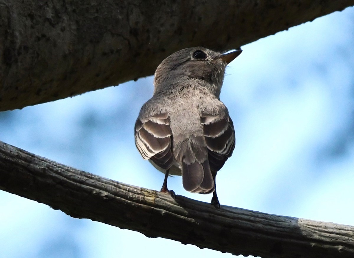 Asian Brown Flycatcher - mathew thekkethala