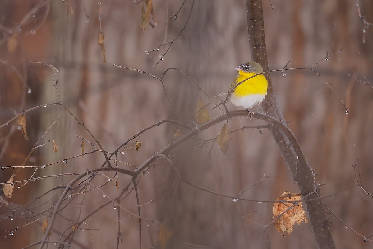 Yellow-breasted Chat - ML613498381