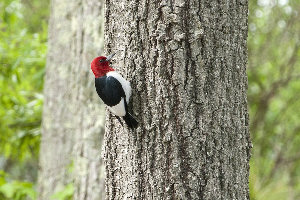 Red-headed Woodpecker - ML613498500