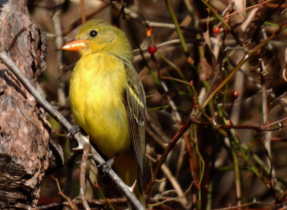 Western Tanager - ML613498539