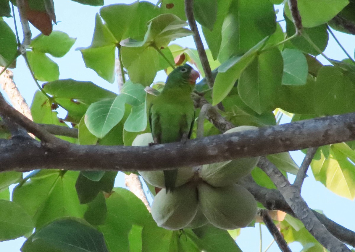 Orange-chinned Parakeet - Julio Acosta  ES Tour Guide