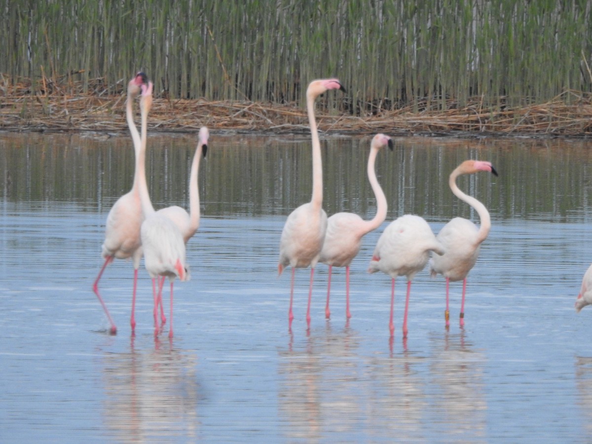 Greater Flamingo - ML613498622
