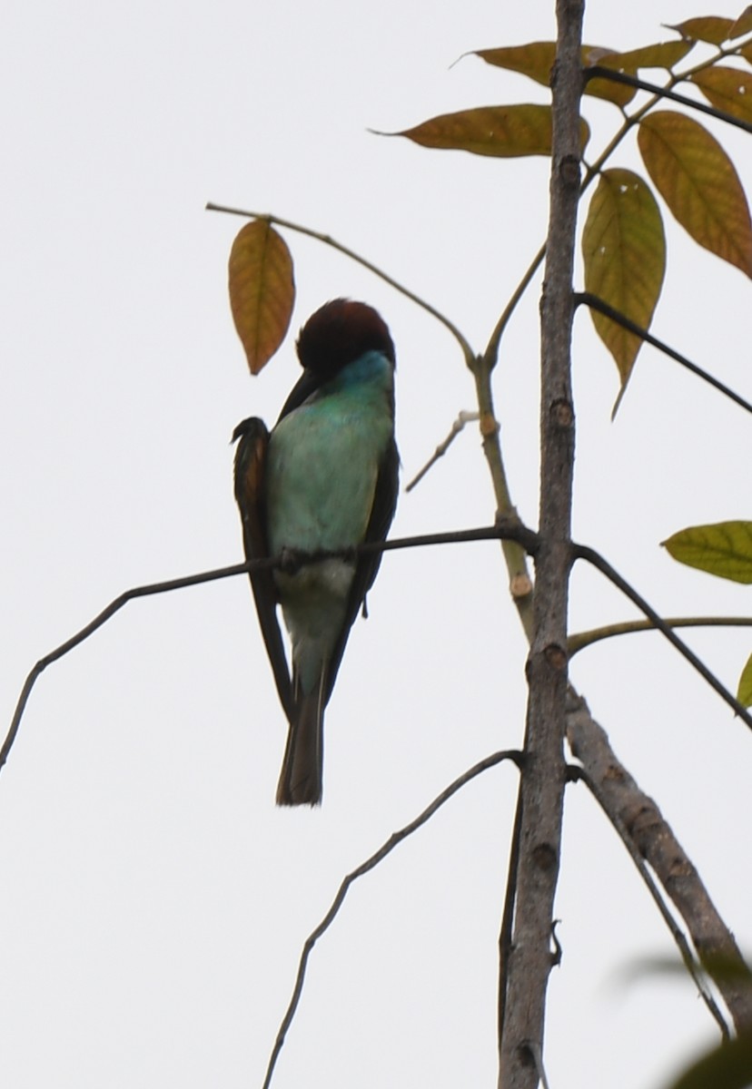 Blue-throated Bee-eater - ML613498750