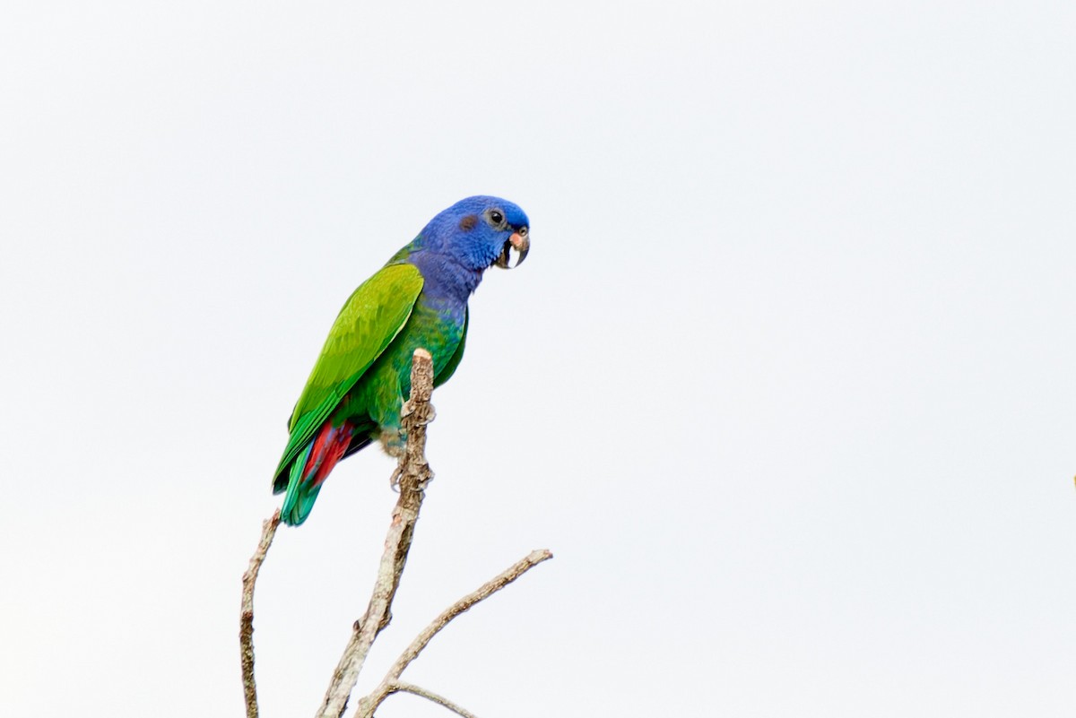 Blue-headed Parrot - ML613499026