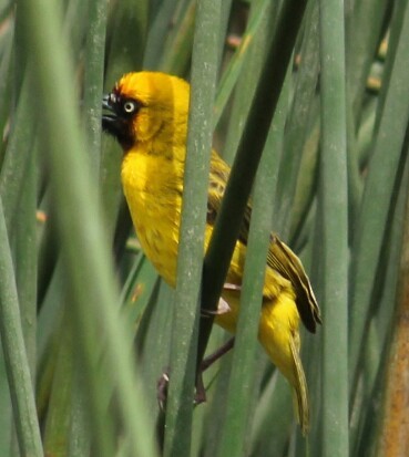 Northern Brown-throated Weaver - Joseph Lionceau