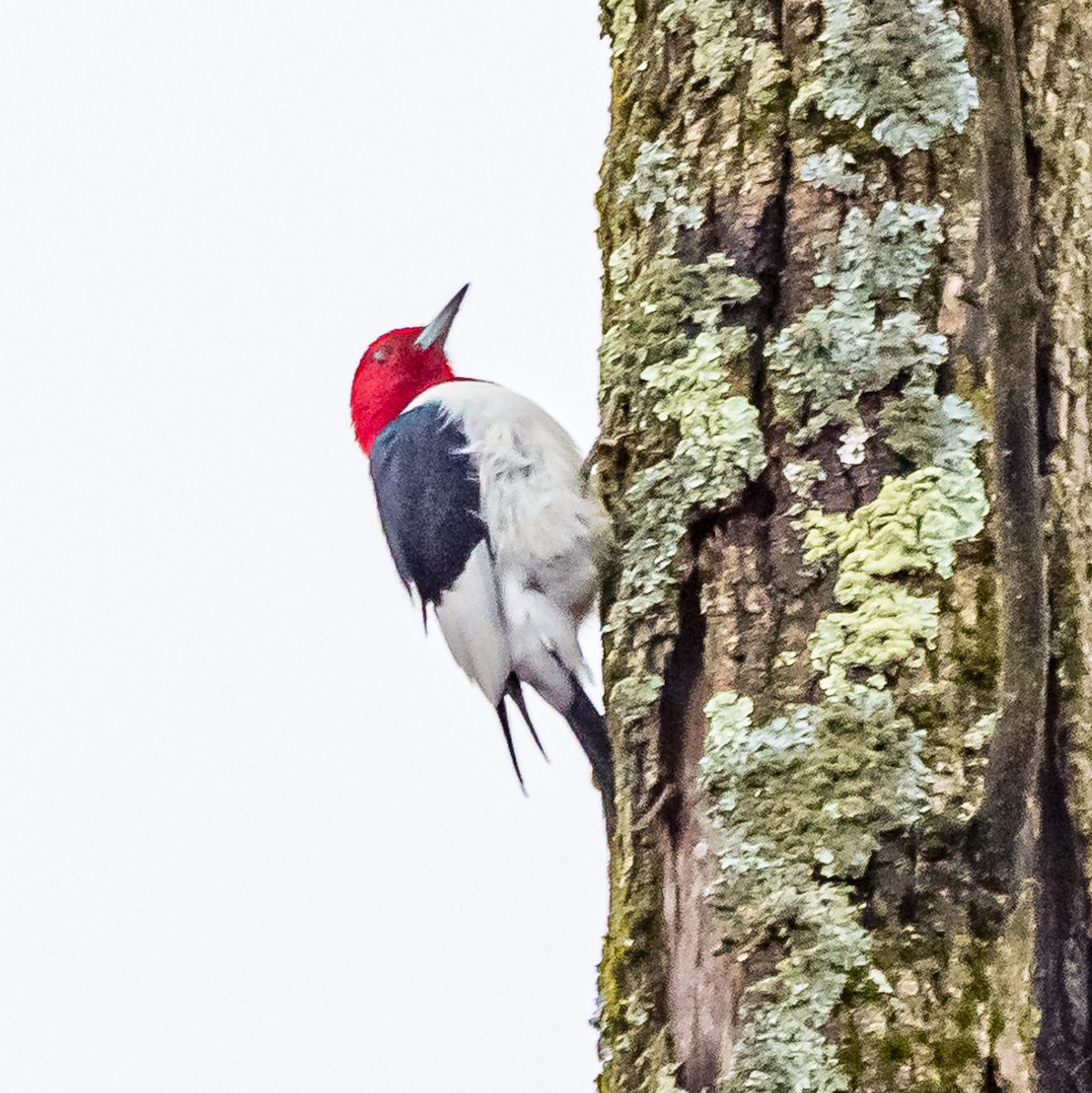 Red-headed Woodpecker - ML613499290