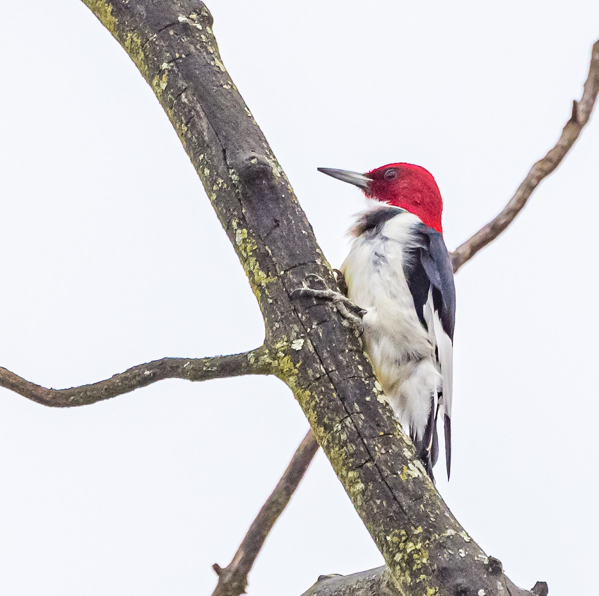 Red-headed Woodpecker - ML613499291