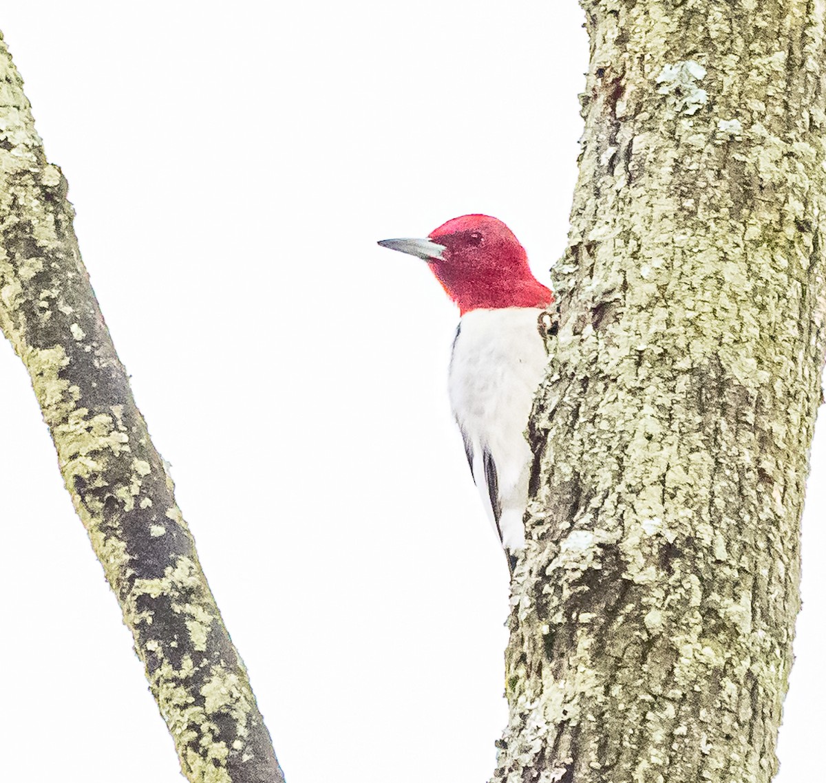 Red-headed Woodpecker - ML613499292