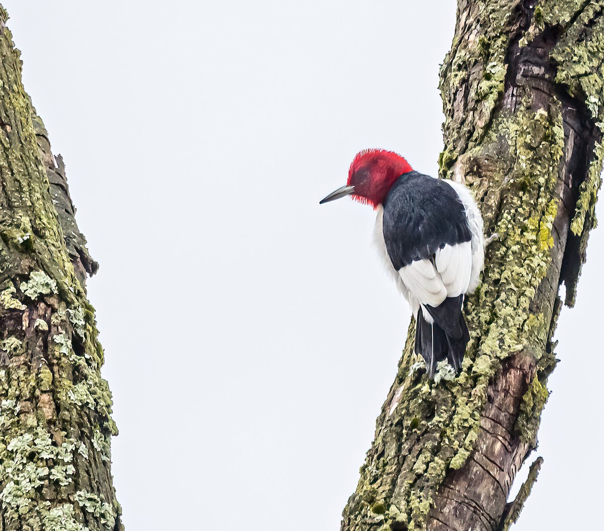 Red-headed Woodpecker - ML613499293