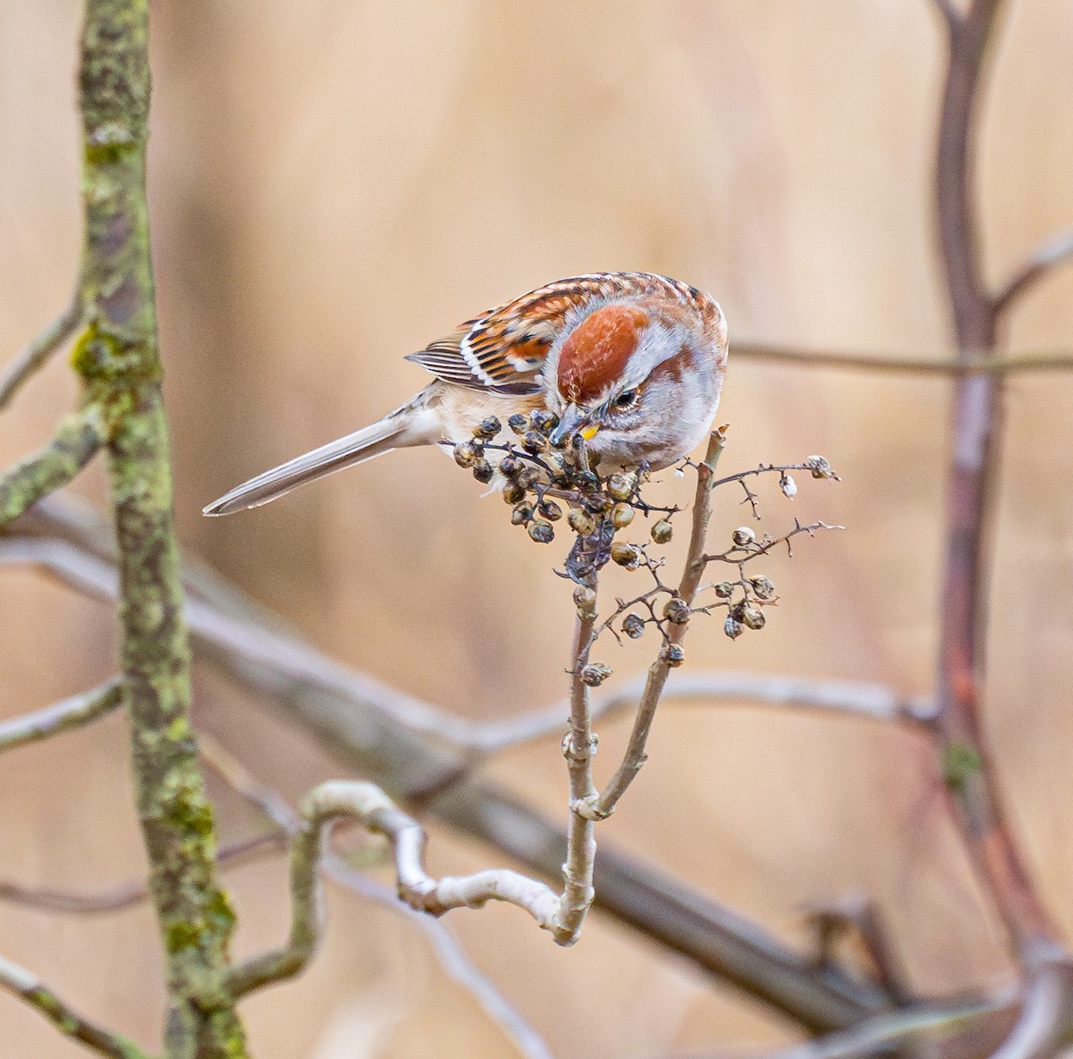 American Tree Sparrow - ML613499332