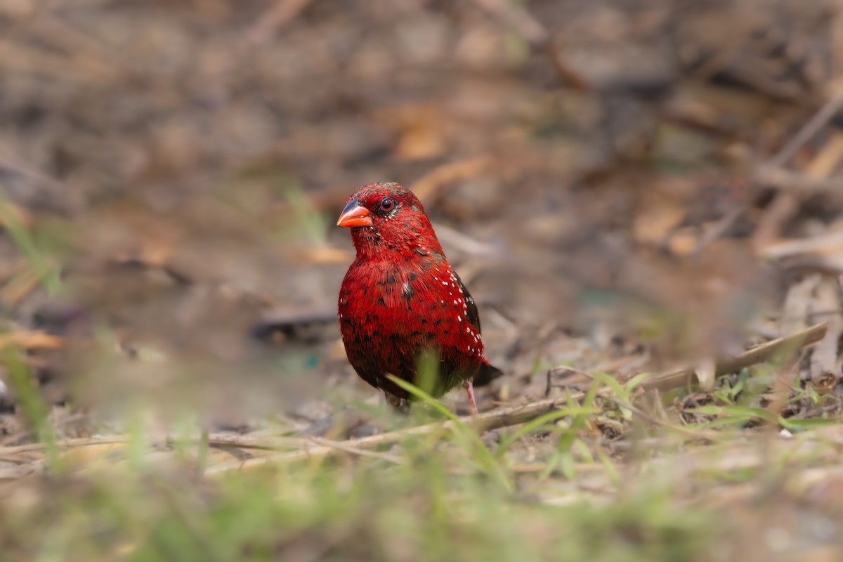 Red Avadavat (Red-bellied) - ML613499365