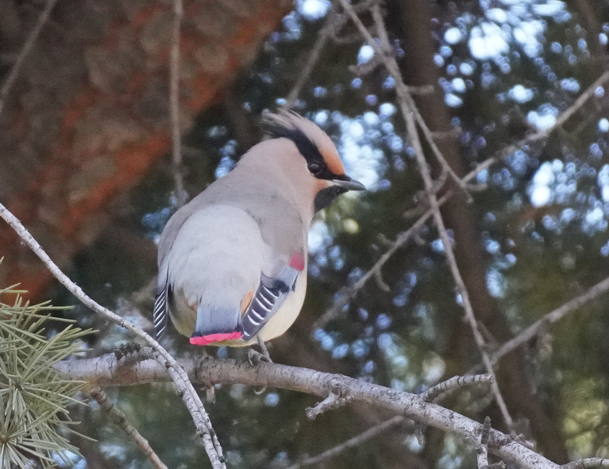 Japanese Waxwing - ML613499390