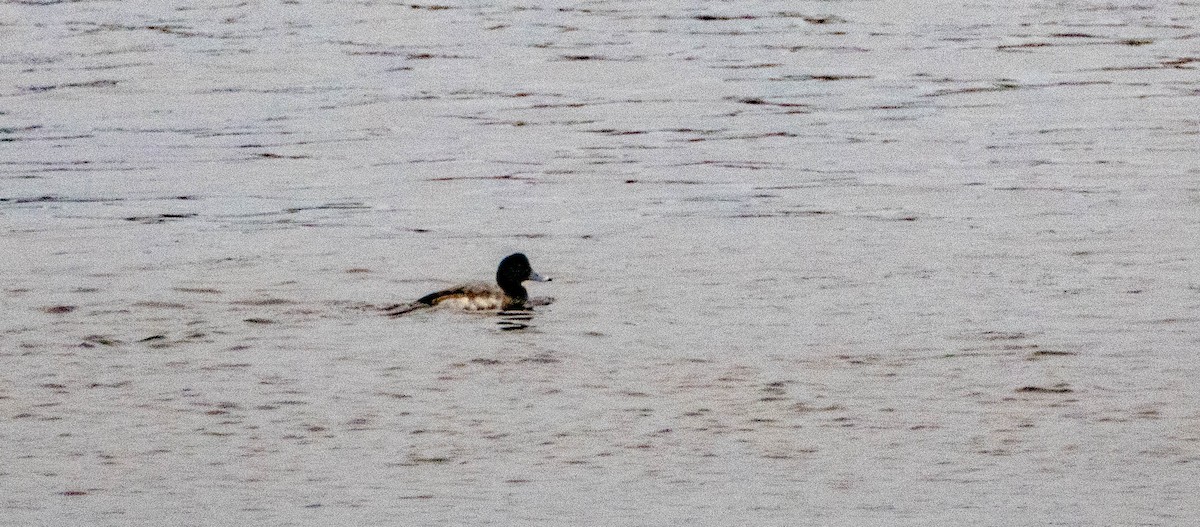 Greater Scaup - ML613499458