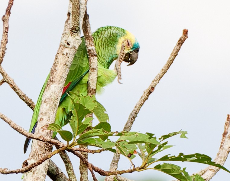 Turquoise-fronted Parrot - ML613499470