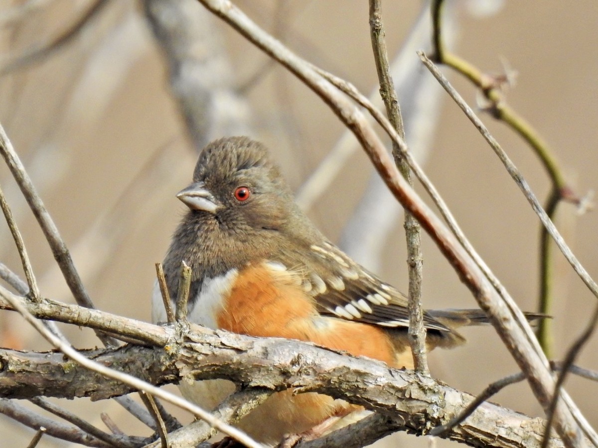 Spotted Towhee - ML613499560