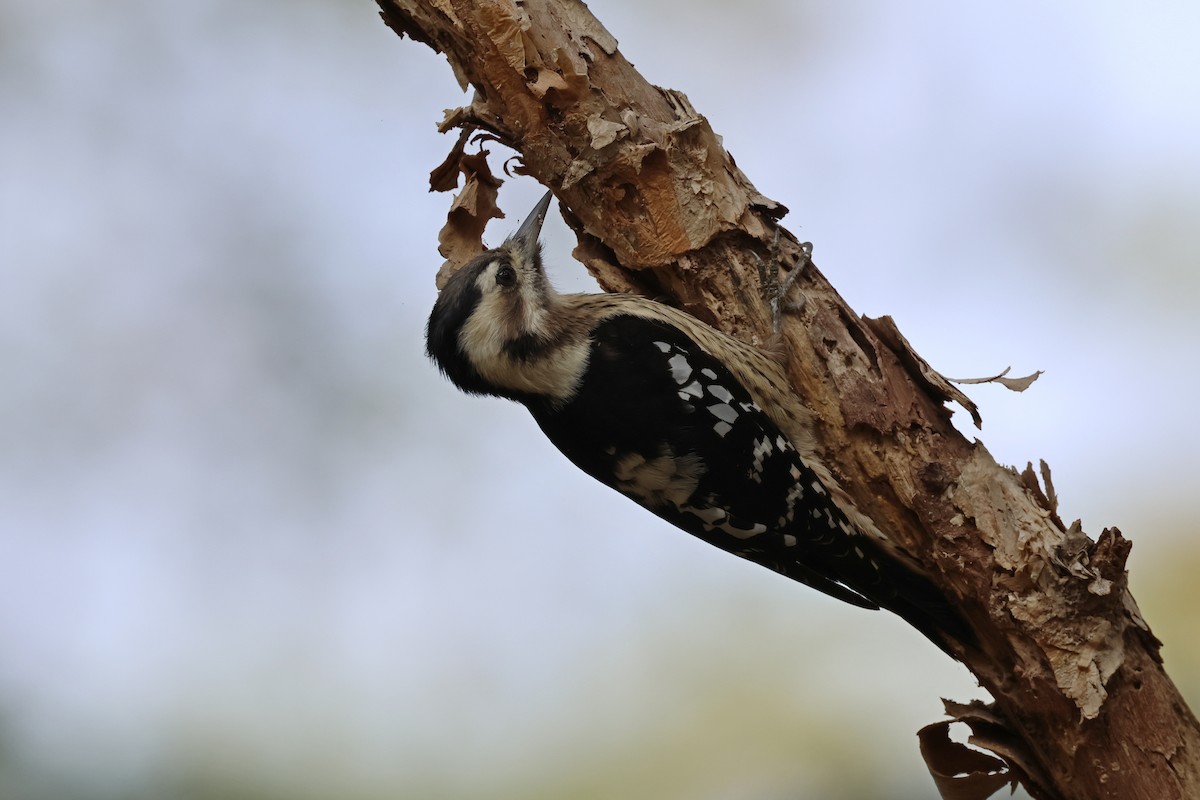 Gray-capped Pygmy Woodpecker - ML613499582