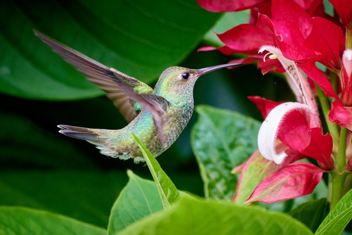 kolibřík zrcadlový - ML613499668