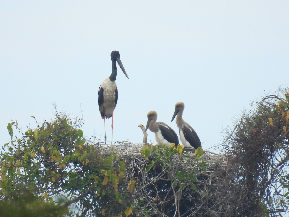 Black-necked Stork - ML613499897