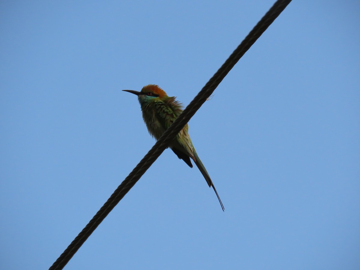Asian Green Bee-eater - ML613499898