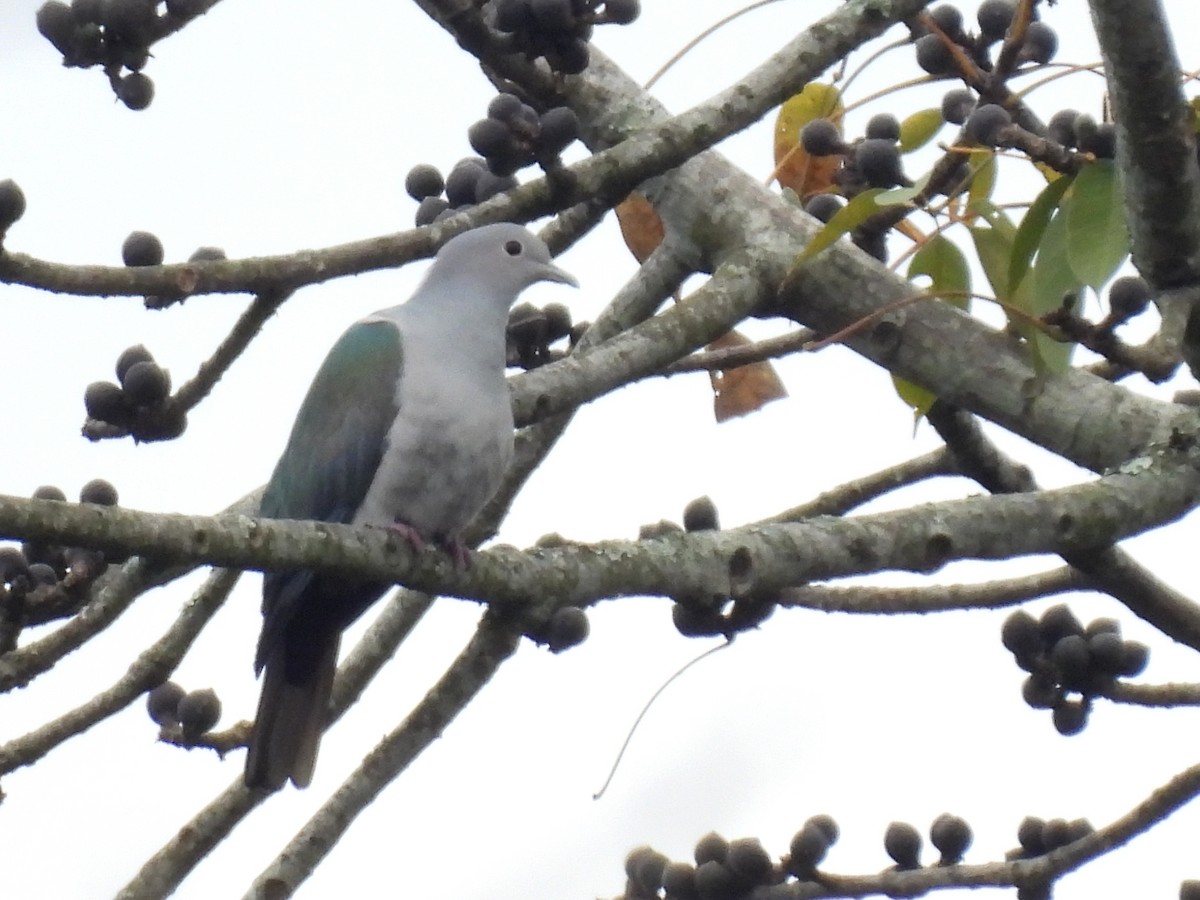 Green Imperial-Pigeon - ML613499911