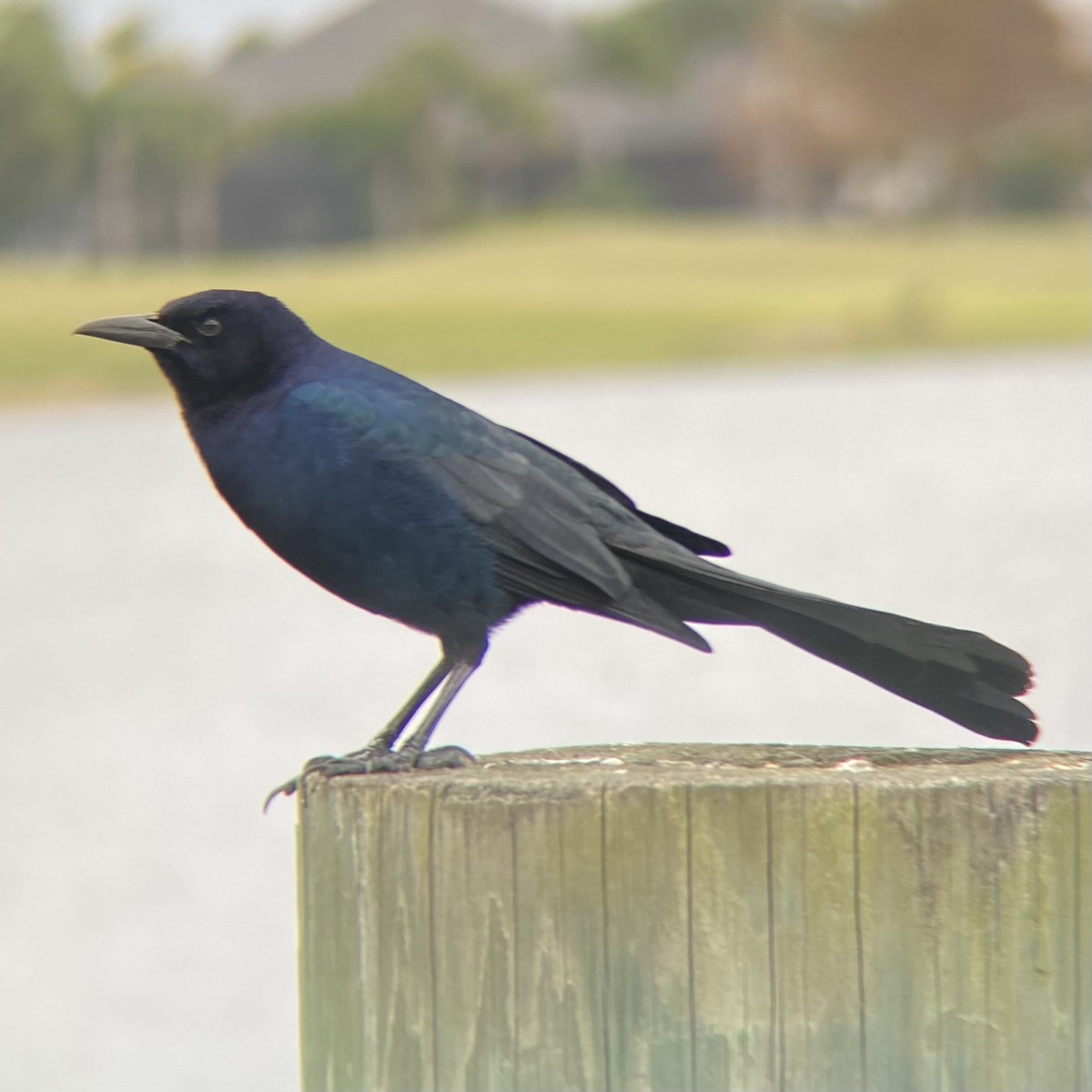 Boat-tailed Grackle - ML613500058