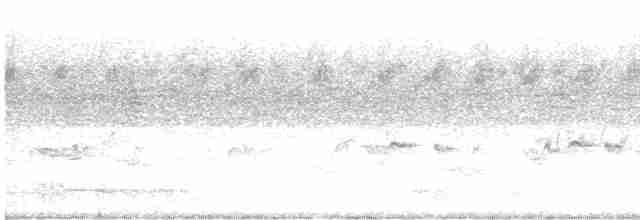 Braunbrustnonne - ML613500101