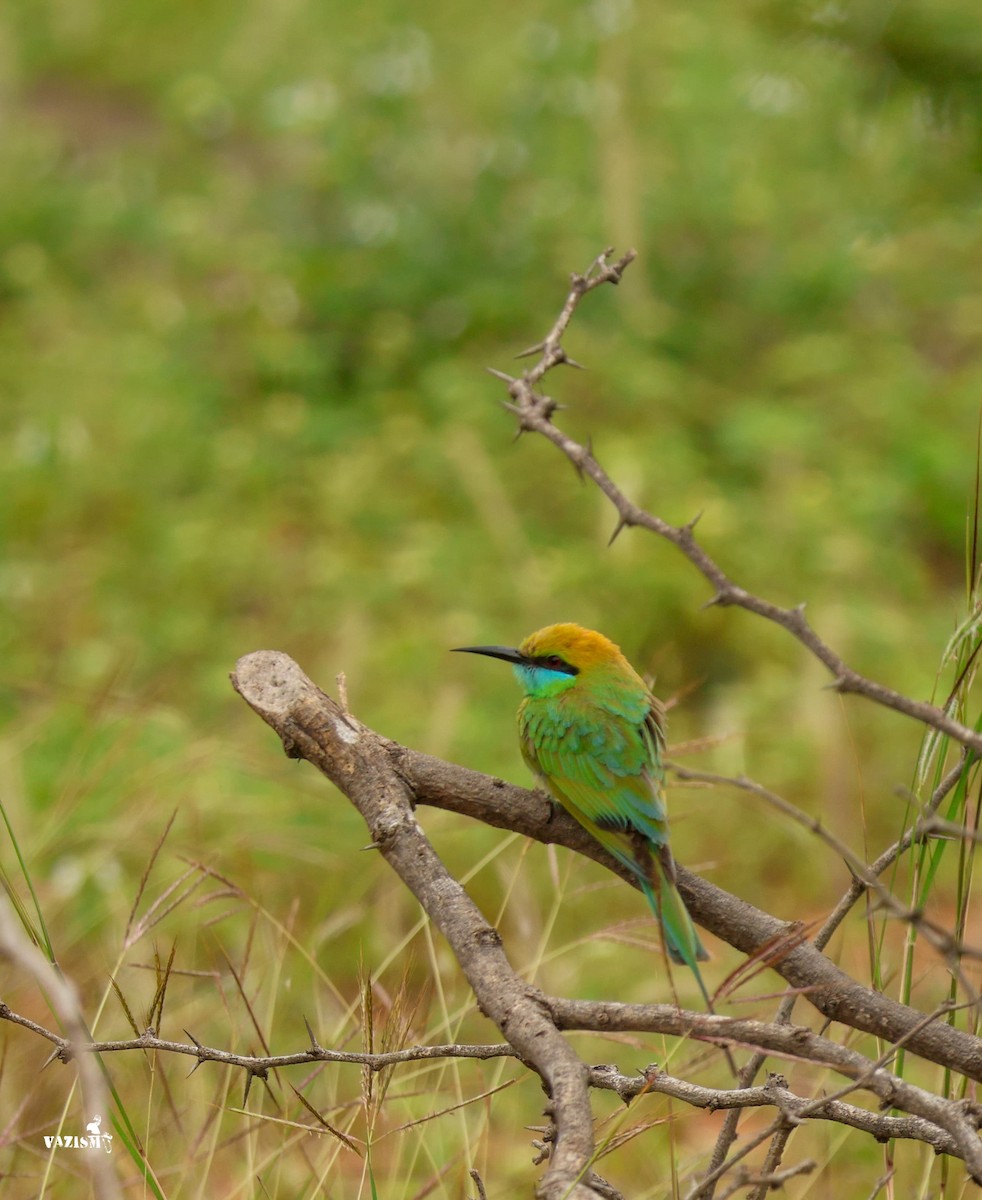 Asian Green Bee-eater - ML613500176