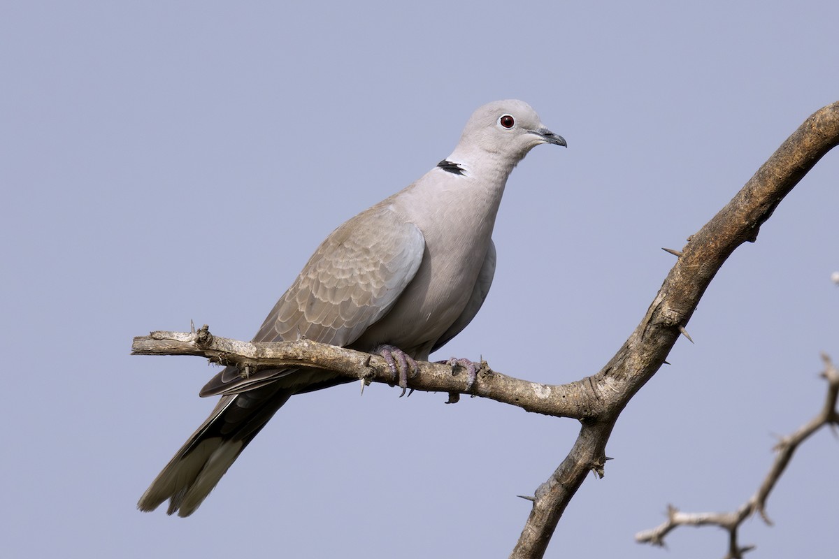 Eurasian Collared-Dove - ML613500558