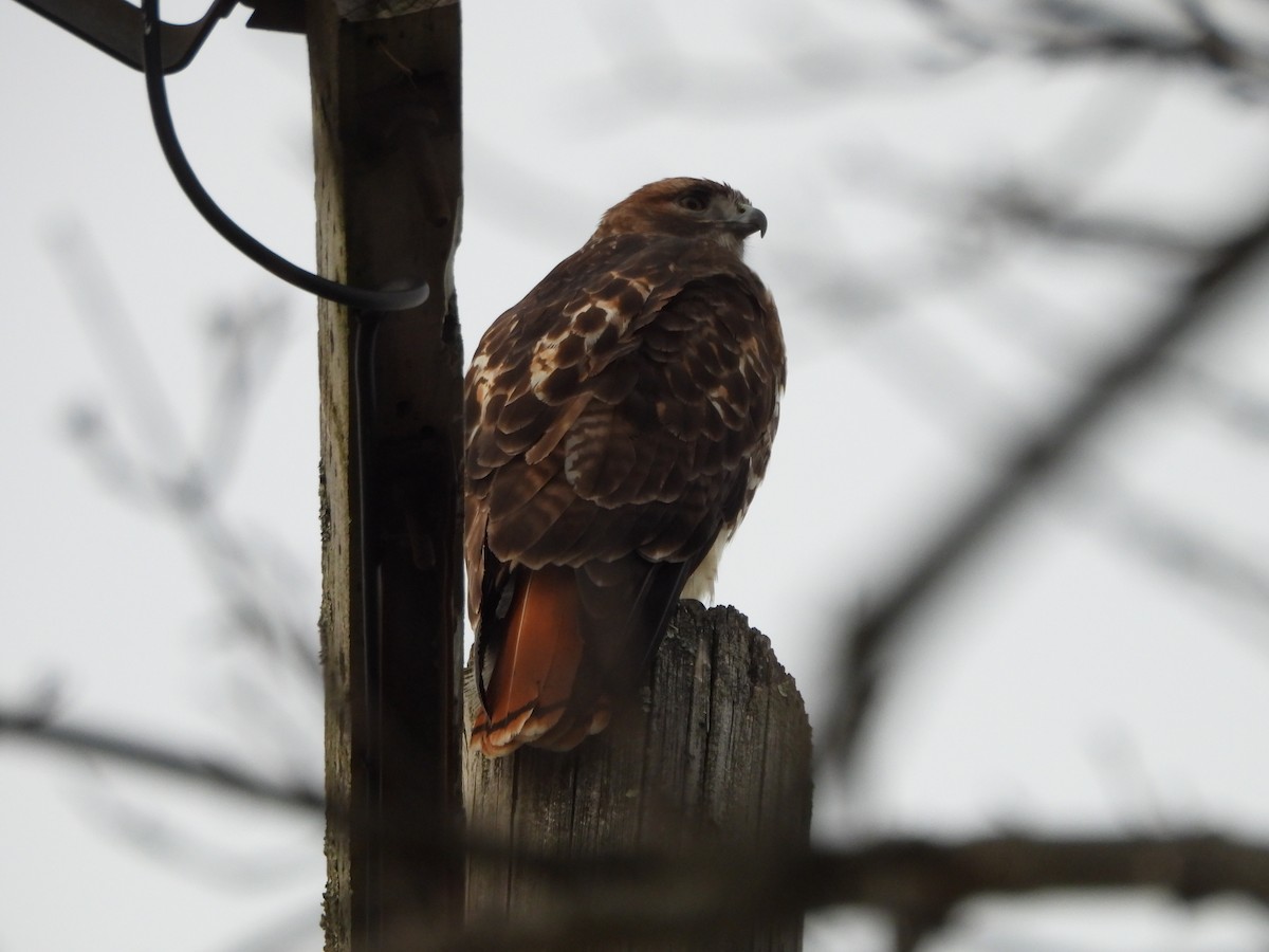 Red-tailed Hawk - ML613500723