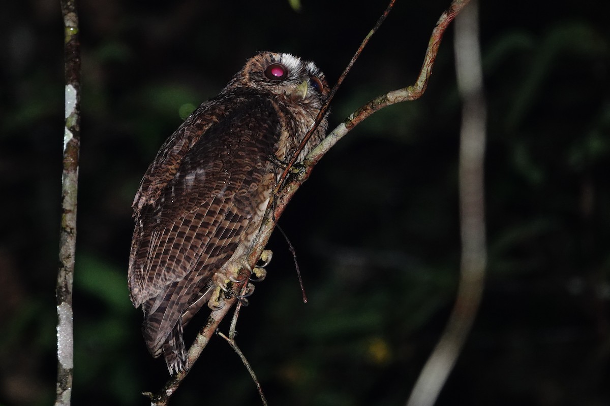 Mottled Owl (Amazonian) - ML613500776
