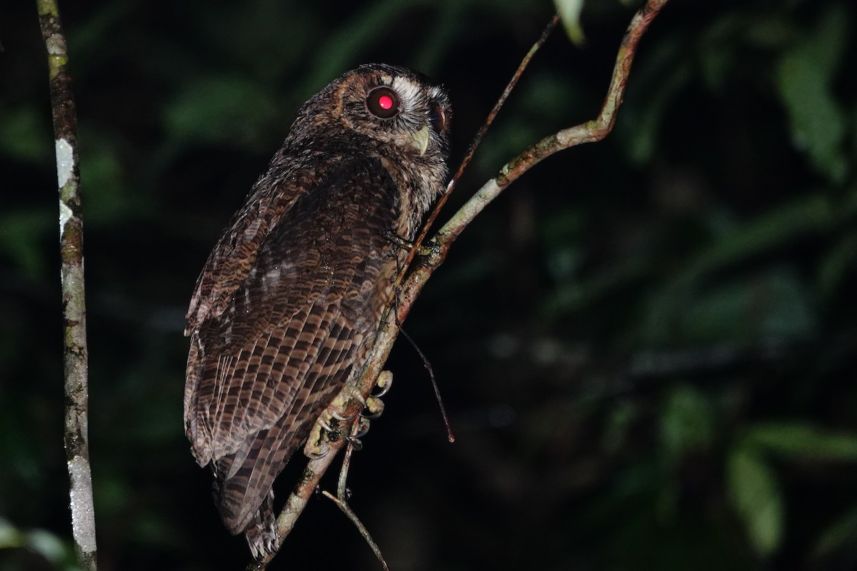 Mottled Owl (Amazonian) - ML613500777
