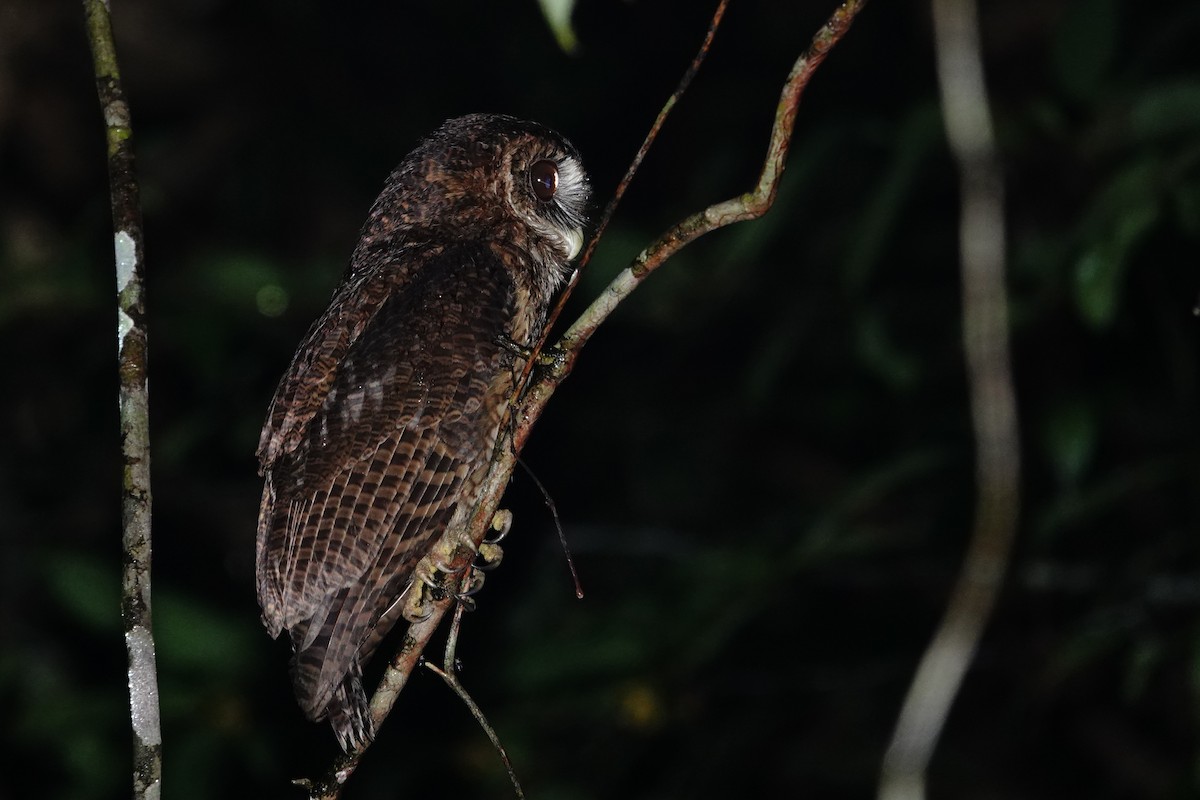 Mottled Owl (Amazonian) - ML613500779