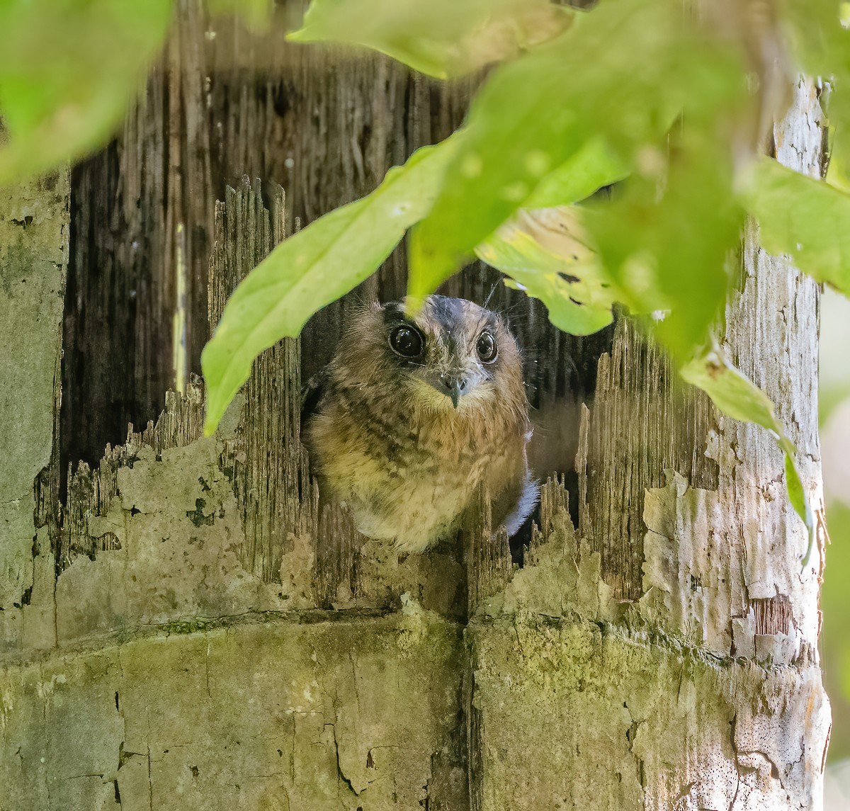 Vogelkop Owlet-nightjar - Wilbur Goh