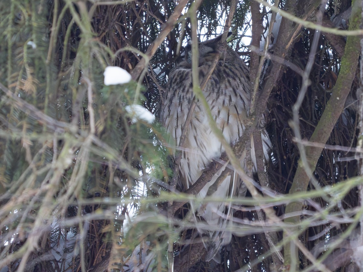 Long-eared Owl - ML613501247