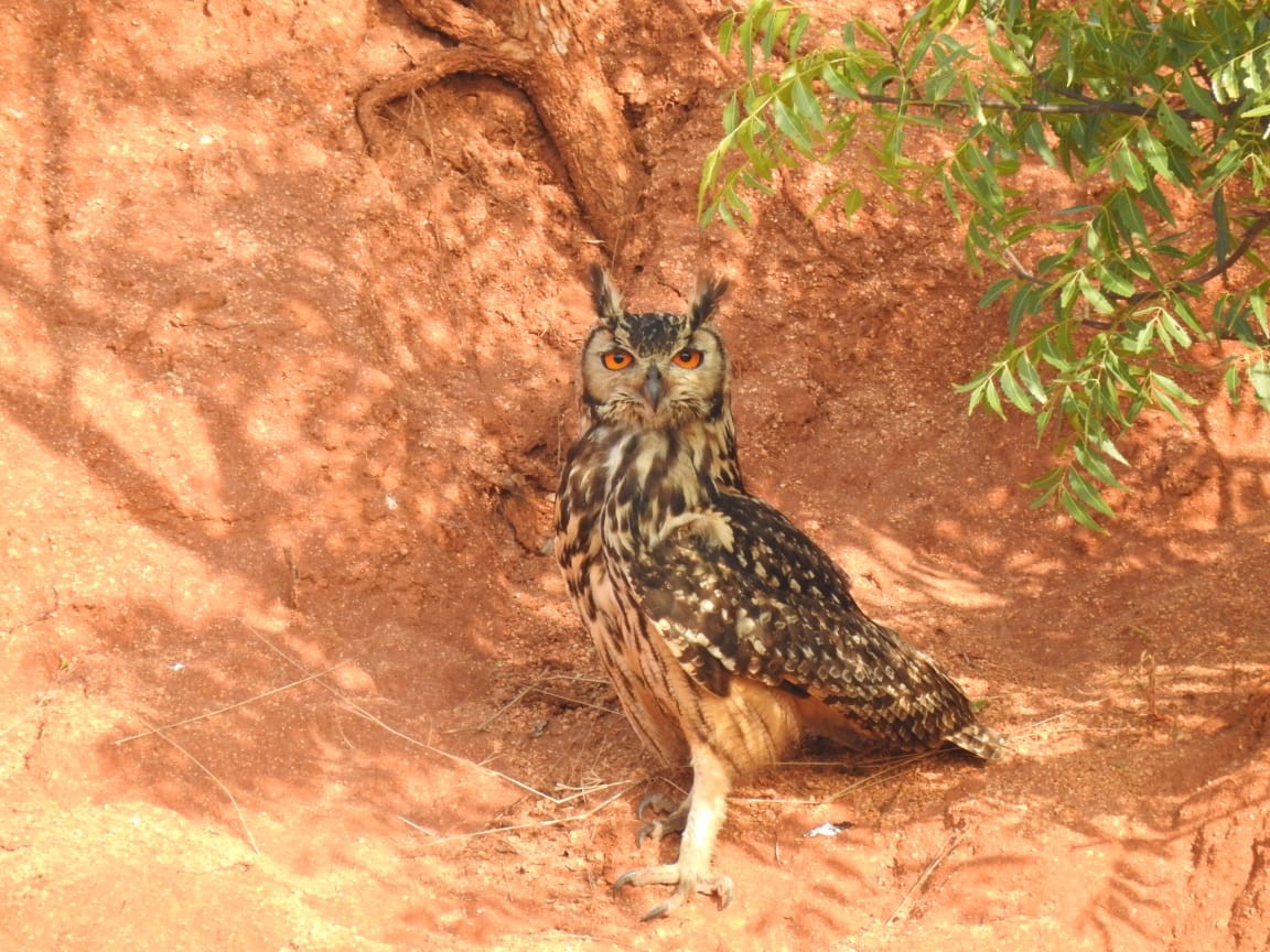Rock Eagle-Owl - ML613501317