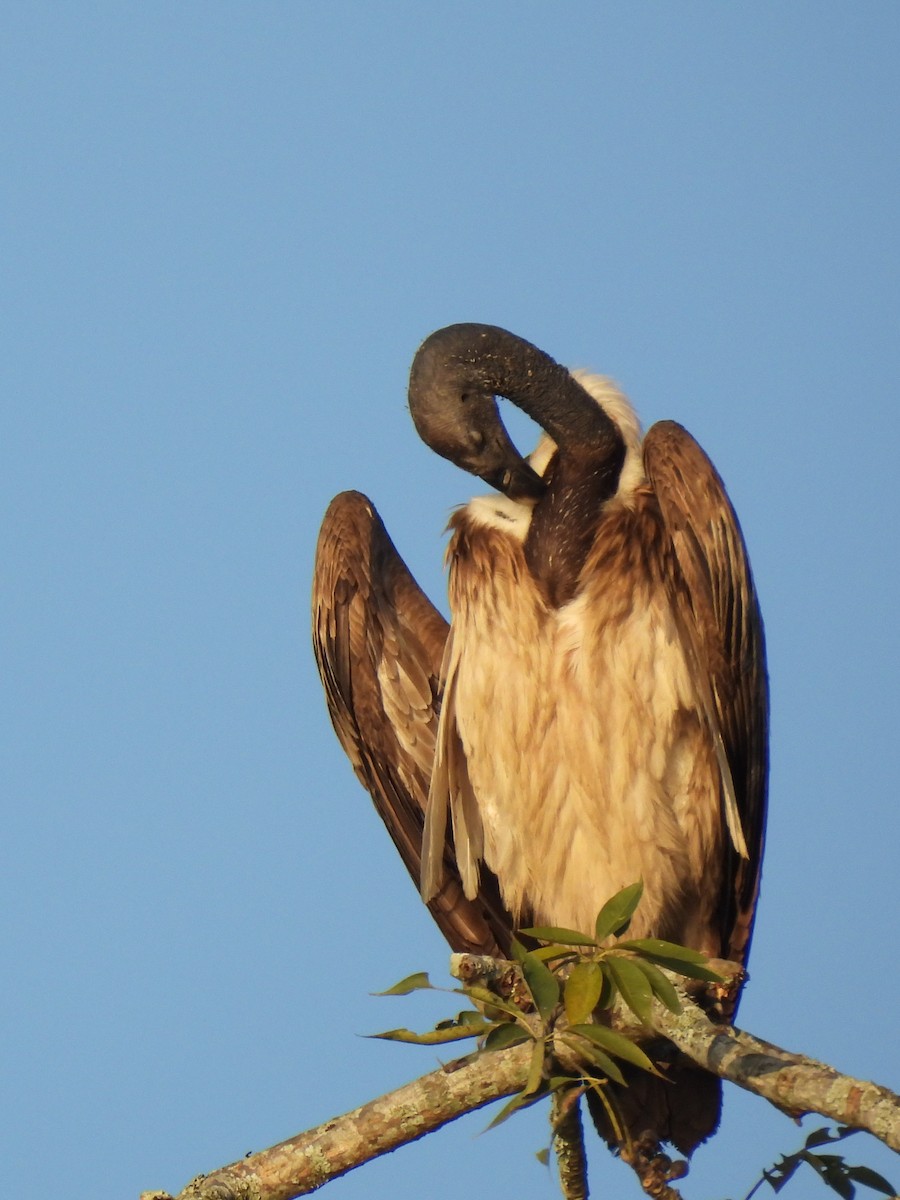 Slender-billed Vulture - ML613501501