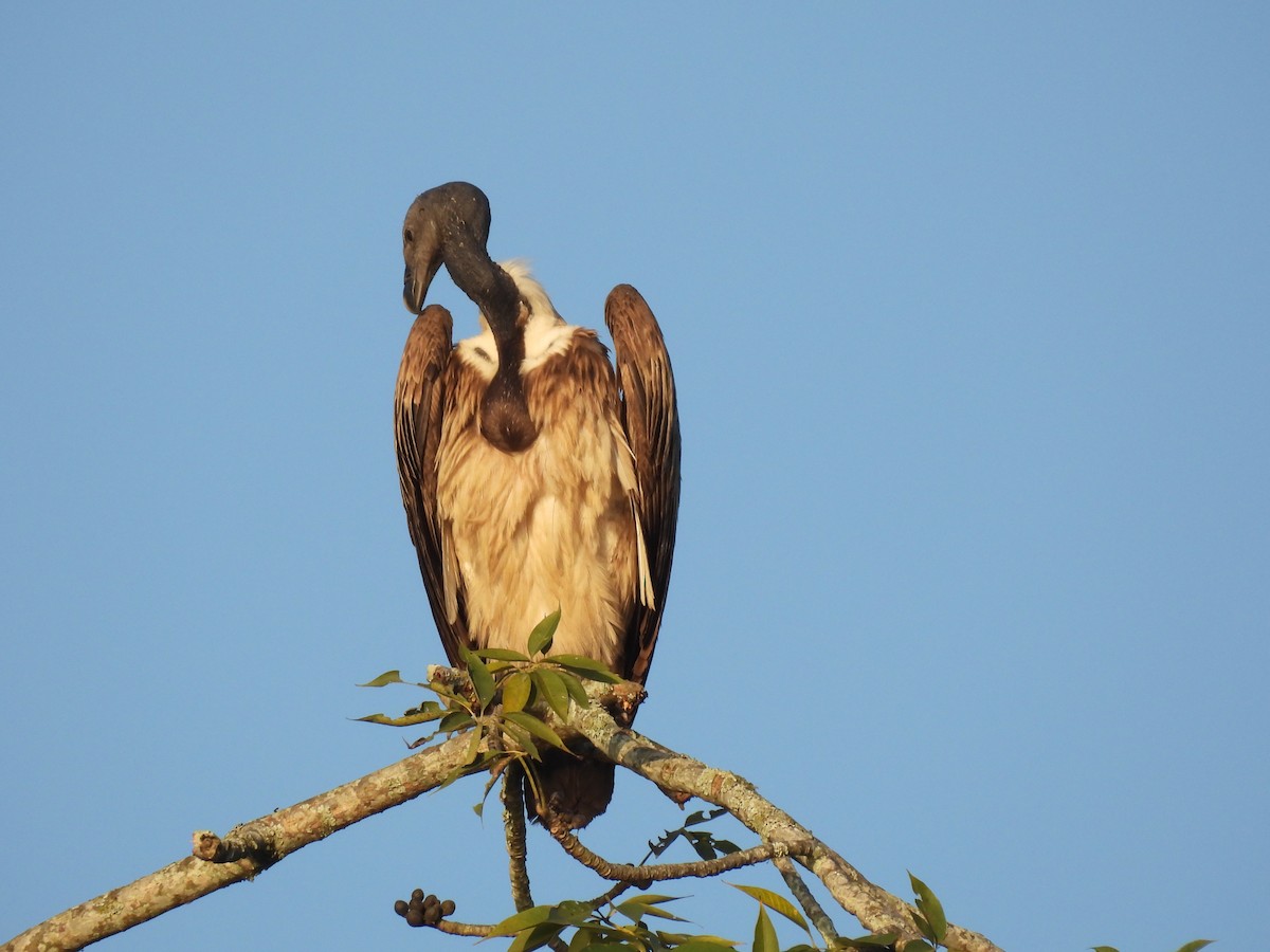 Slender-billed Vulture - ML613501502
